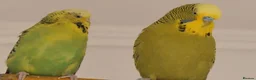 Budgerigars birds for sale: Breeding pairs of budgies for sale - Advert 1