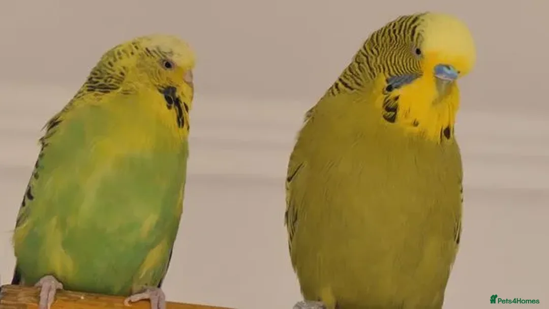 Budgerigars birds for sale: Breeding pairs of budgies for sale - Advert 1