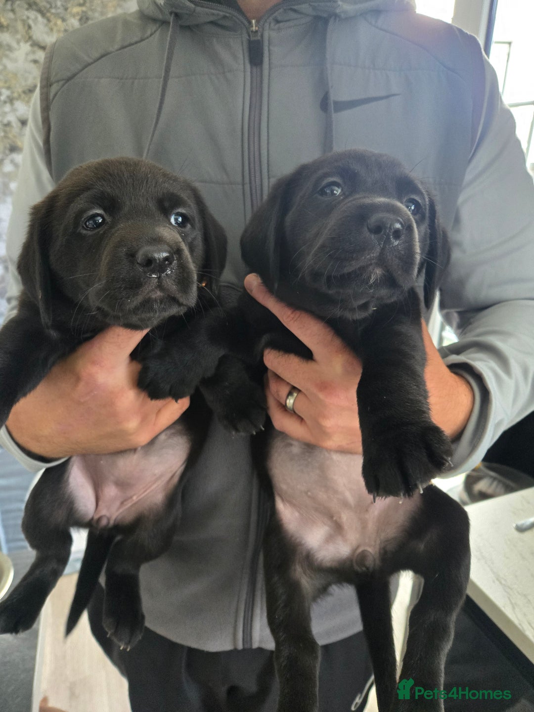 Labrador Retriever dogs for sale: Black and chocolate labrador puppies - Image 7