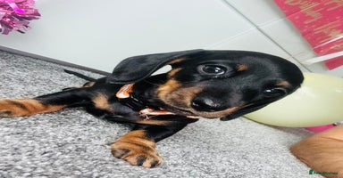 Miniature Dachshund dogs - Advert 14