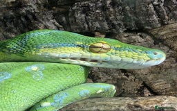 Python Snake reptiles for sale: Green tree python type Manokwari Jayapura - Image 6