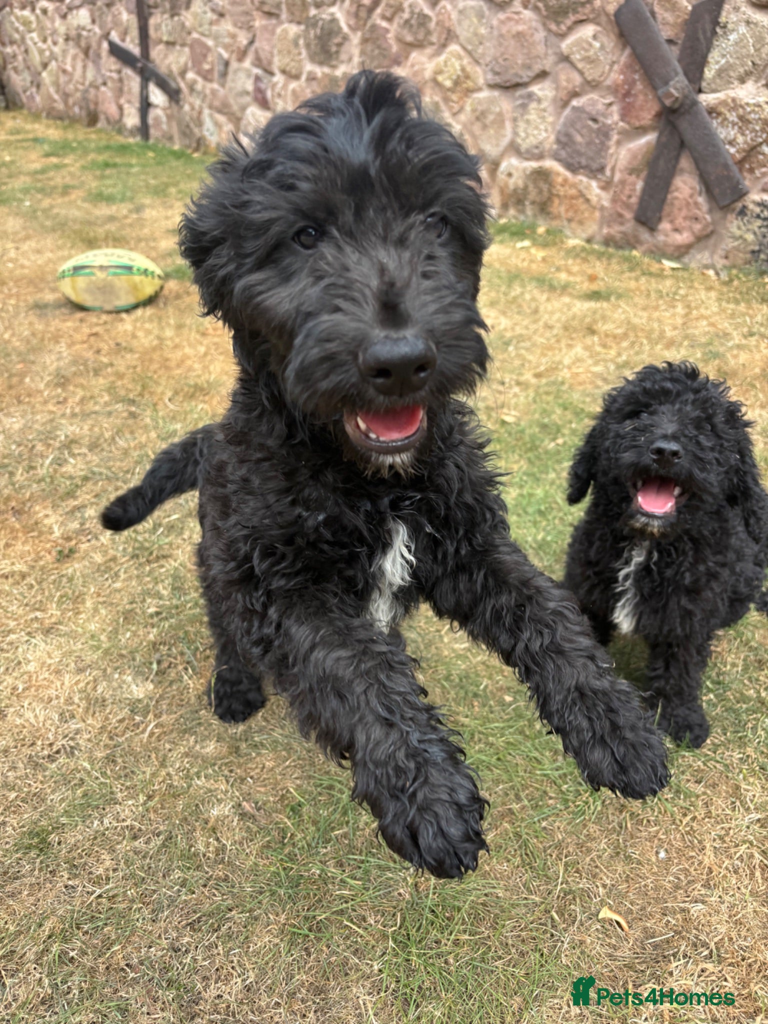 Goldendoodle dogs READY TO LEAVE Beautiful Goldendoodles - Advert 2