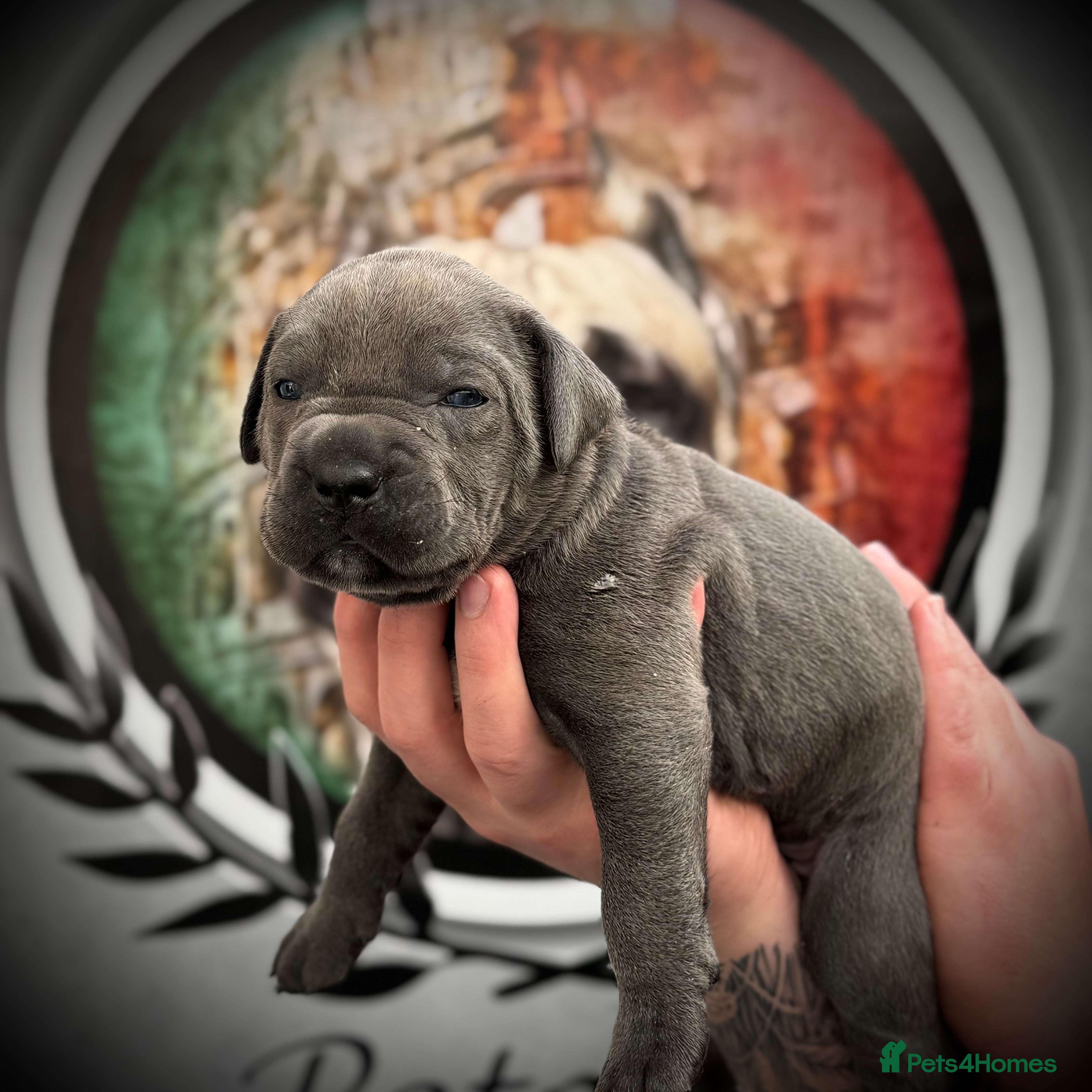 Cane Corso dogs 🐾 PatoSquad Cane Corso – Premium Litter 🐾 - Advert 1