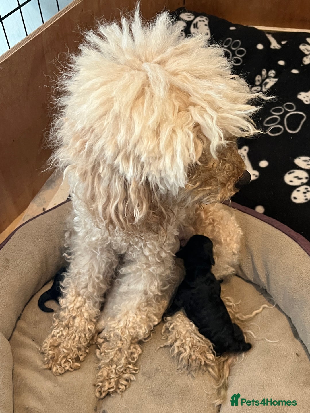 Miniature Poodle dogs for sale: Gorgeous miniature poodle pups - Image 3
