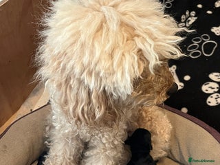 Miniature Poodle dogs - Advert 28