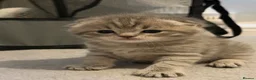 Scottish Fold cats for sale: Adorable Kittens for Sale 🐾 Scottish fold  - Advert 6