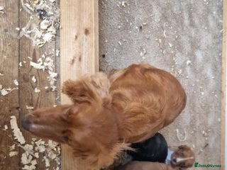 Cocker Spaniel dogs - Advert 1