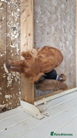 Cocker Spaniel dogs - Advert 1