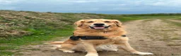 Golden Retriever dogs for sale: Golden Retriever Puppies  - Advert 7