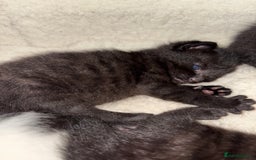 York Chocolate cats for sale: Mother and kittens - Image 3