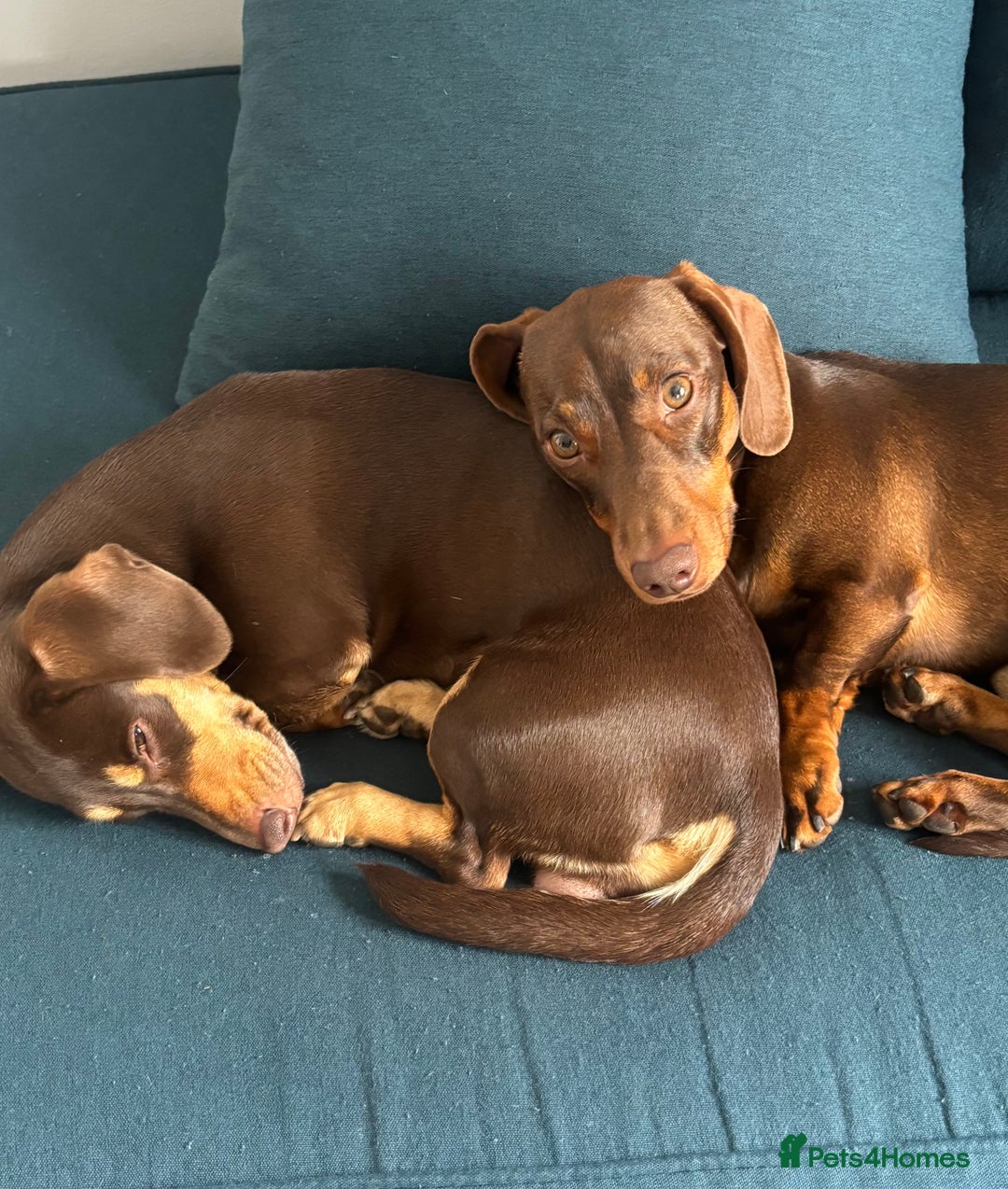 Dachshund dogs for sale: Rolo and Roxy are 3 years old and need a new home - Advert 9