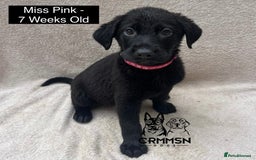 Mixed Breed dogs for sale: Uniquely Outstanding Czech GSD X Labrador Puppies  - Image 12