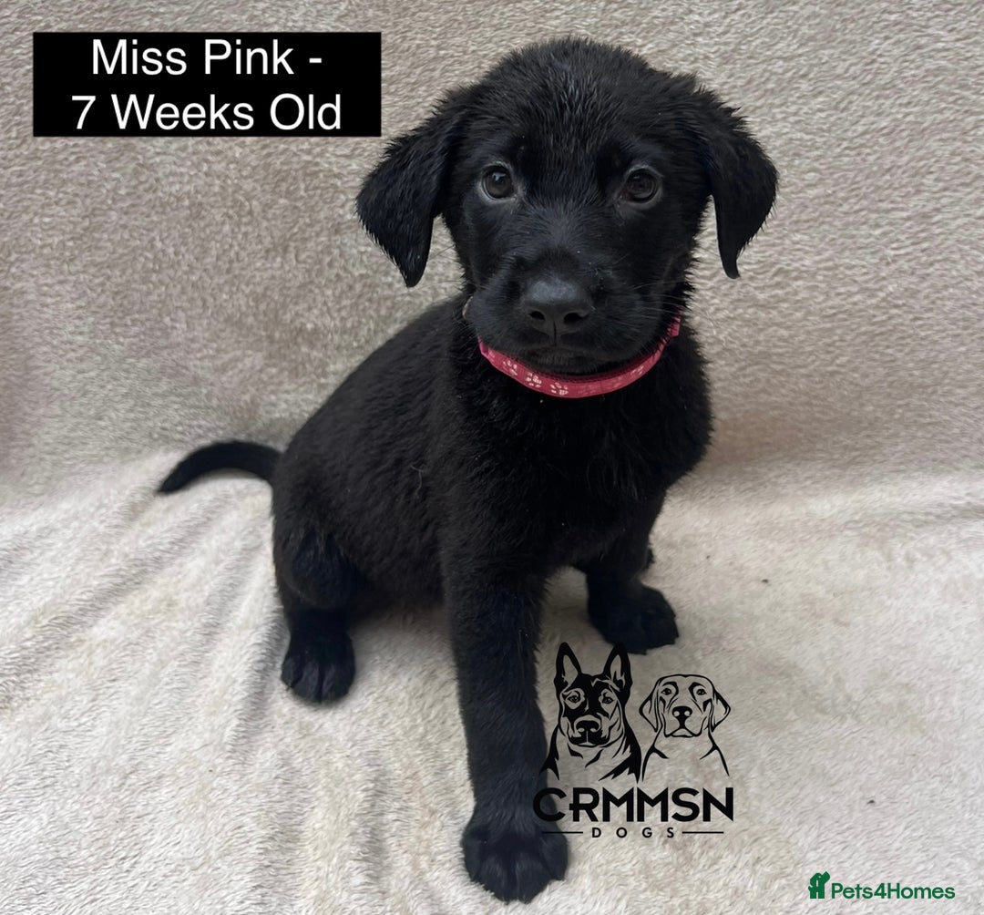 Mixed Breed dogs for sale: Uniquely Outstanding Czech GSD X Labrador Puppies  - Image 12