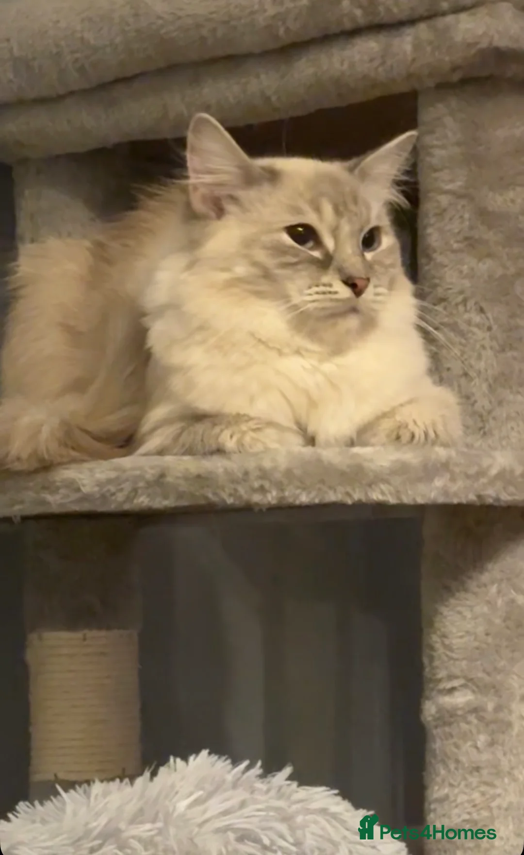 Ragdoll cats for sale: 2 ragdolls available  in London - Advert 2