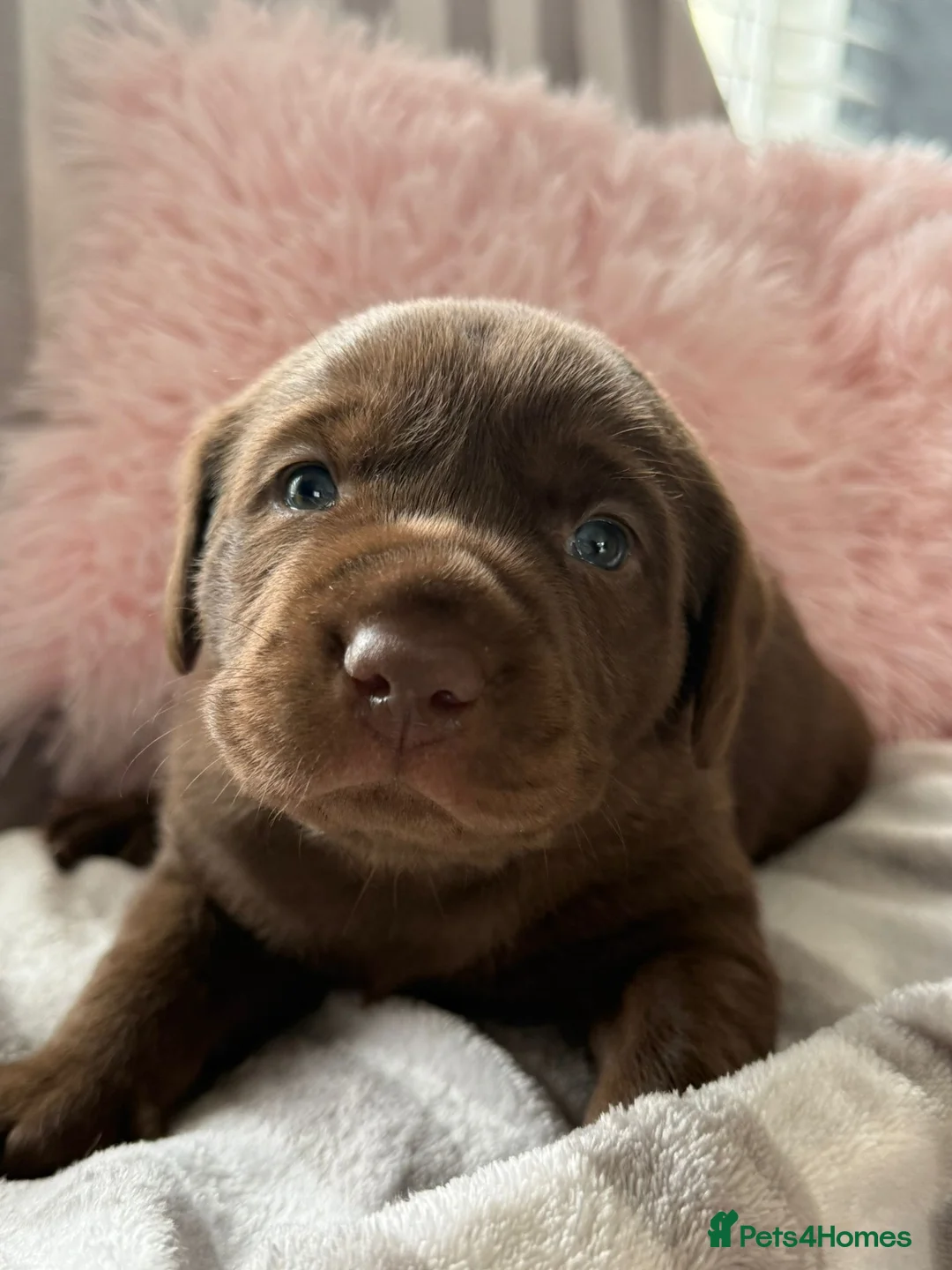 Labrador Retriever dogs for sale: Beautiful KC Chocolate Labrador Puppies - Advert 3