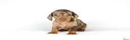 Miniature Dachshund dogs for sale: Miniature dachshund beautiful litter - Advert 31