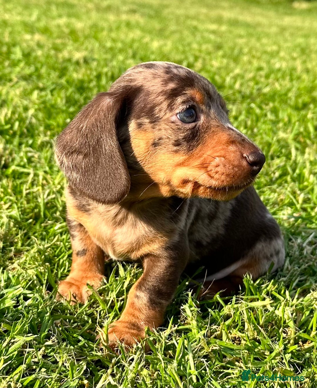 Miniature Dachshund dogs for stud: STUNNING PROVEN KC SILVER DAPPLE  - Advert 7