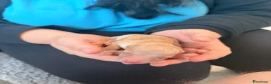 Cockapoo 1