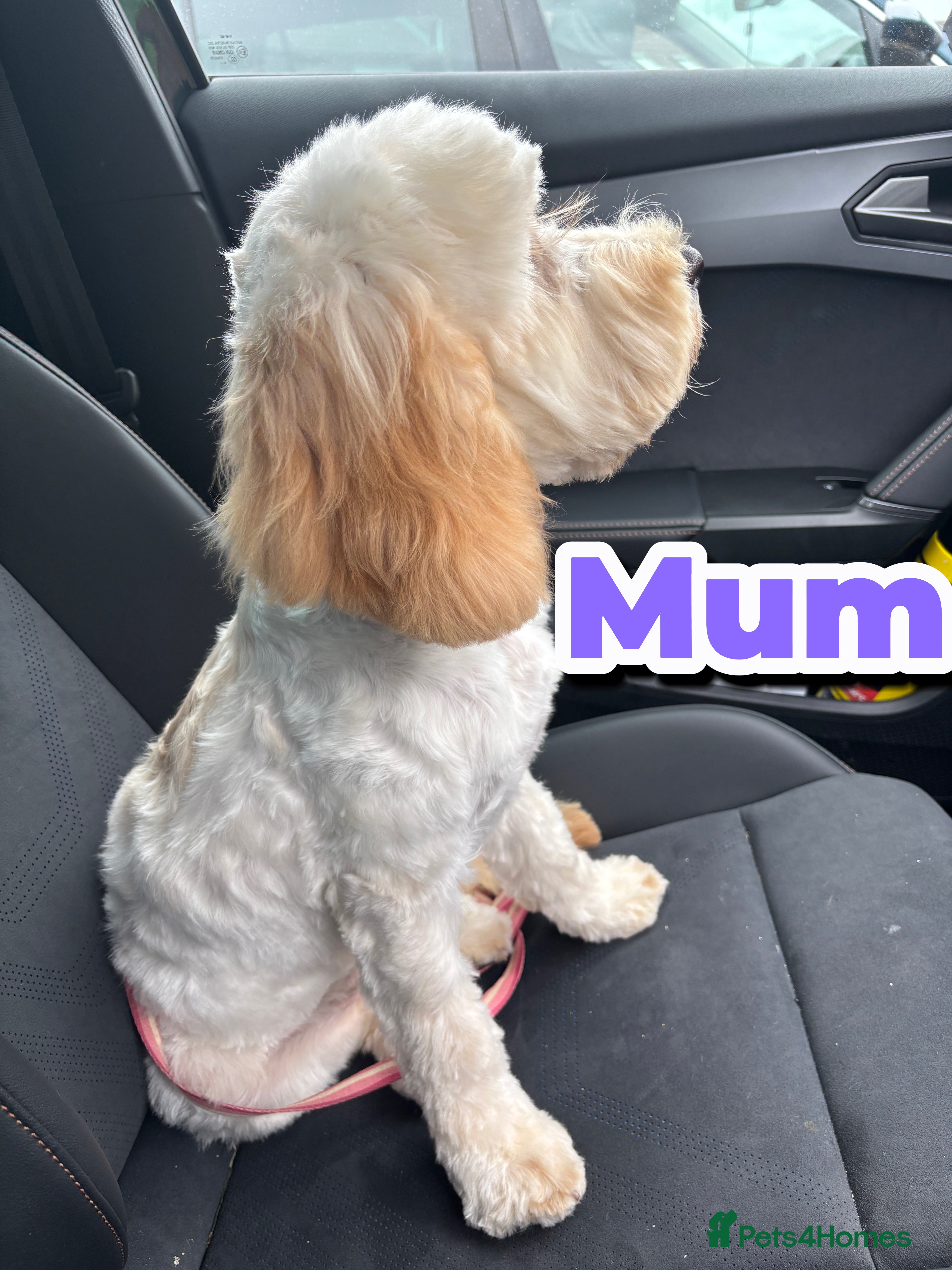 Cockapoo dogs Adorable Cockapoo Puppies - First Litter  - Advert 3