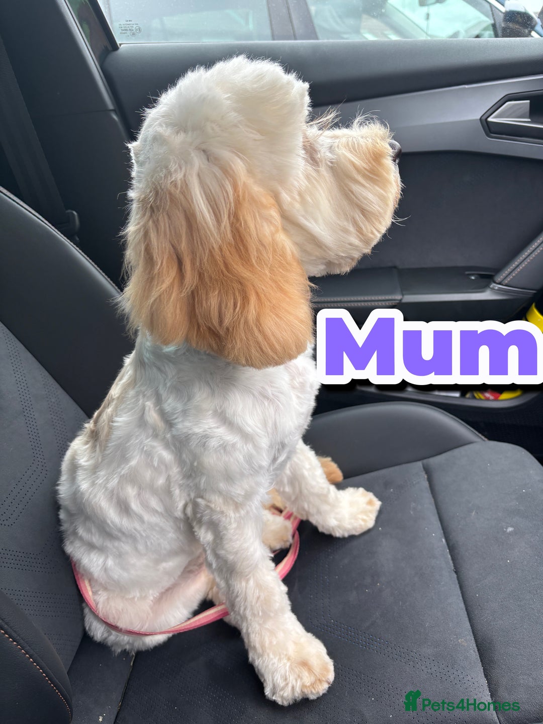 Cockapoo dogs for sale: Adorable F2 Cockapoo Puppies - First Litter  - Advert 1