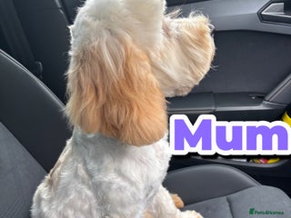 Cockapoo dogs Adorable F2 Cockapoo Puppies - First Litter - Advert 1