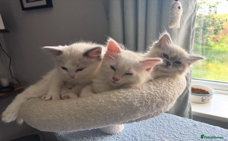 Ragdoll cats - Advert 10