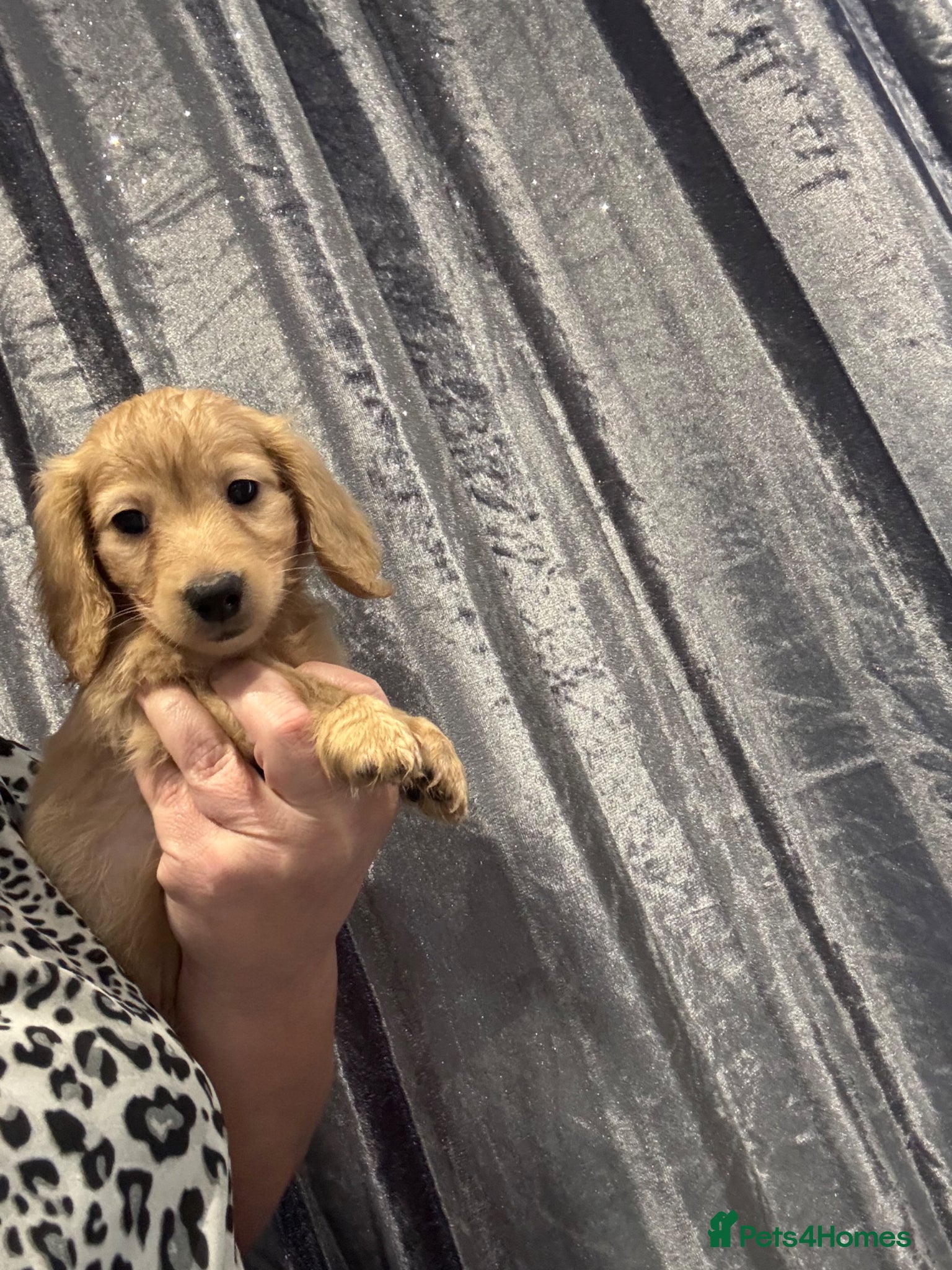 Dachshund dogs Longhaired KC registered cream amazing bloodline  - Advert 2