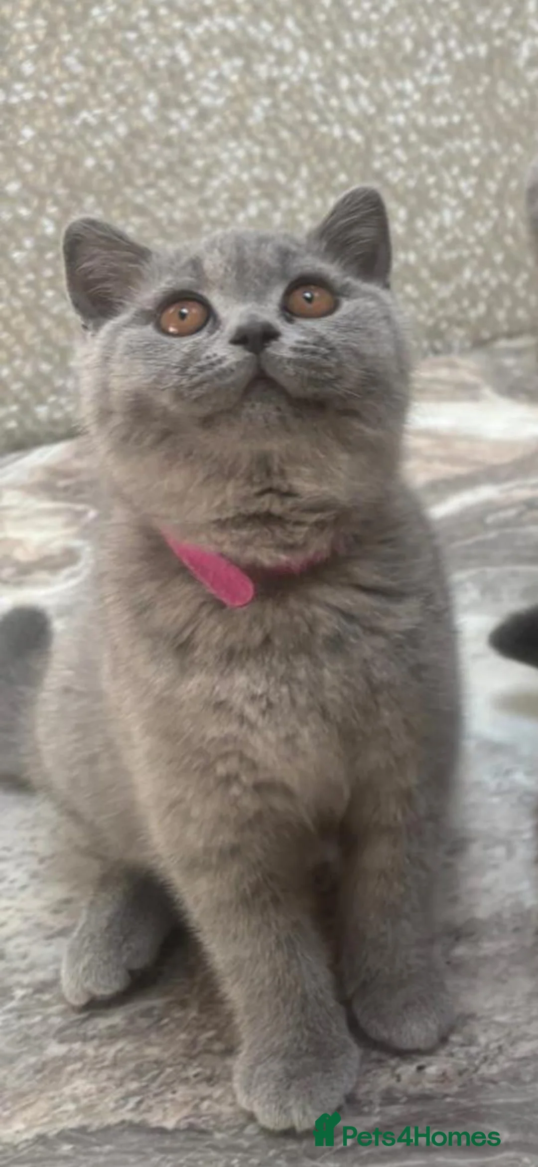 British Shorthair cats for sale: Fully Vaccinated Adorable Gorgeous BSH kittens - Advert 1