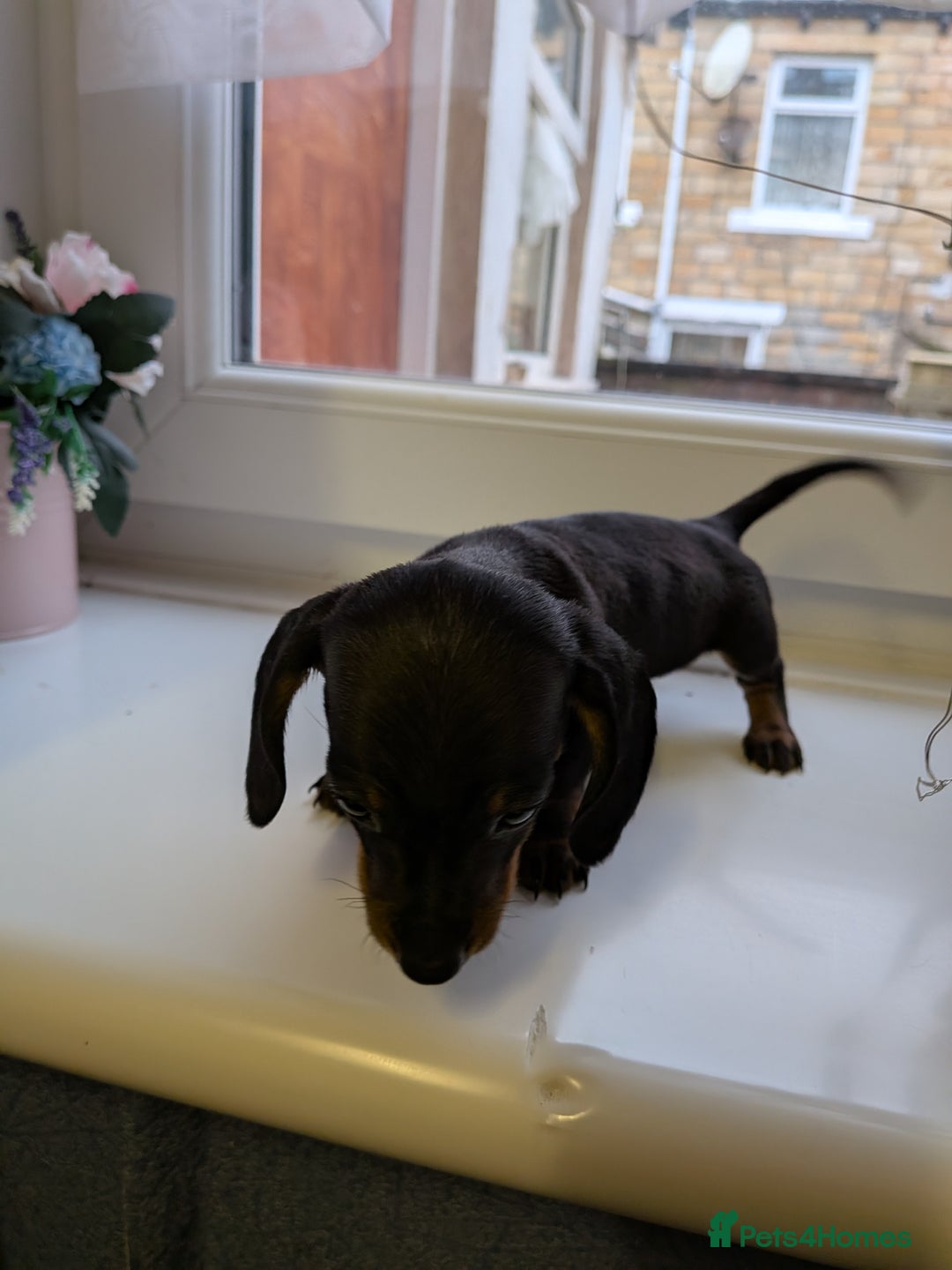 Dachshund dogs for sale: Burnley - Advert 3