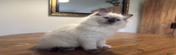 Ragdoll cats for sale: 6 Gorgeous Full Breed Ragdoll Kittens Ready to Go! - Advert 33