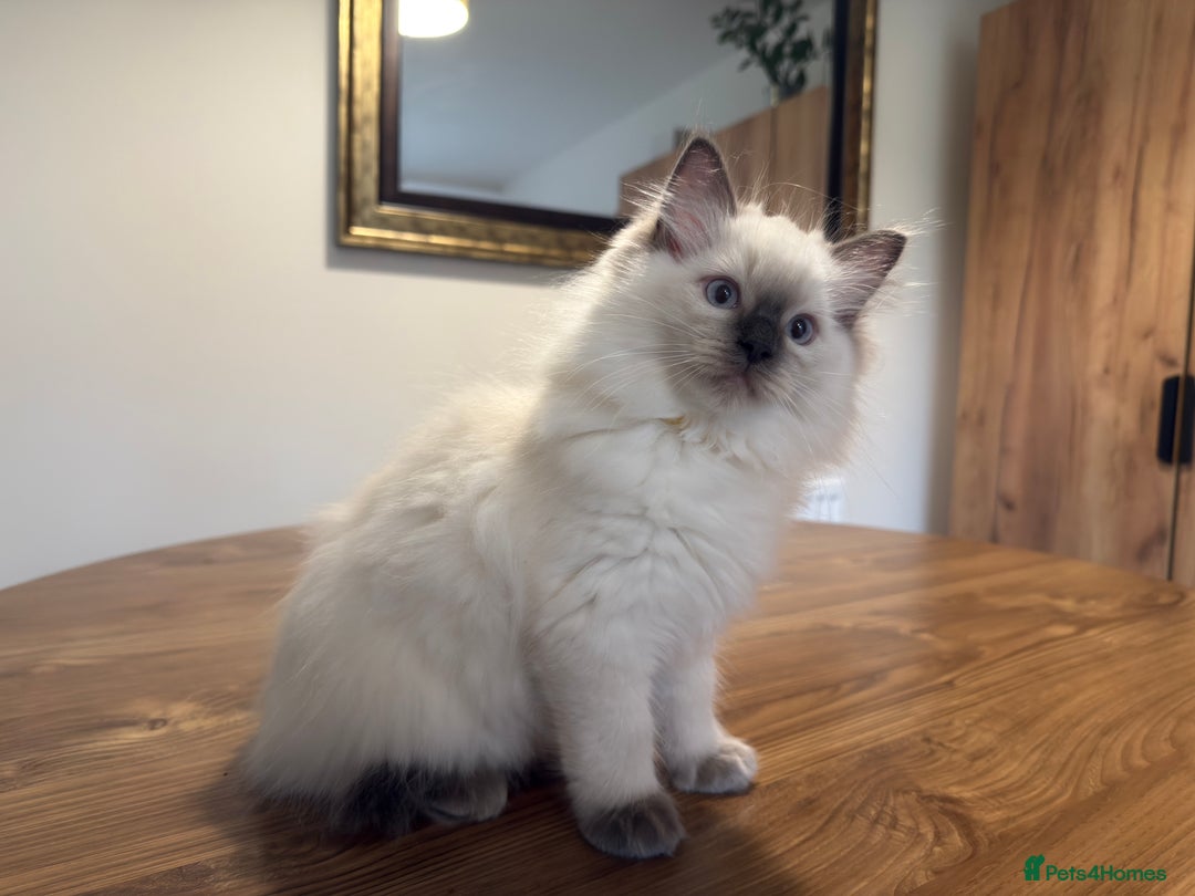 Ragdoll cats for sale: 6 Gorgeous Full Breed Ragdoll Kittens Ready to Go! - Advert 33