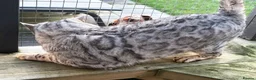 Bengal cats for sale: Elite Silver Rosetted Bengal Boy - Advert 4