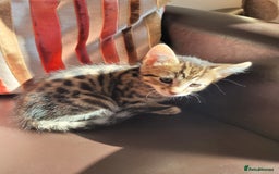 Domestic Shorthair cats for sale: Lovely tabby boy  - Image 4