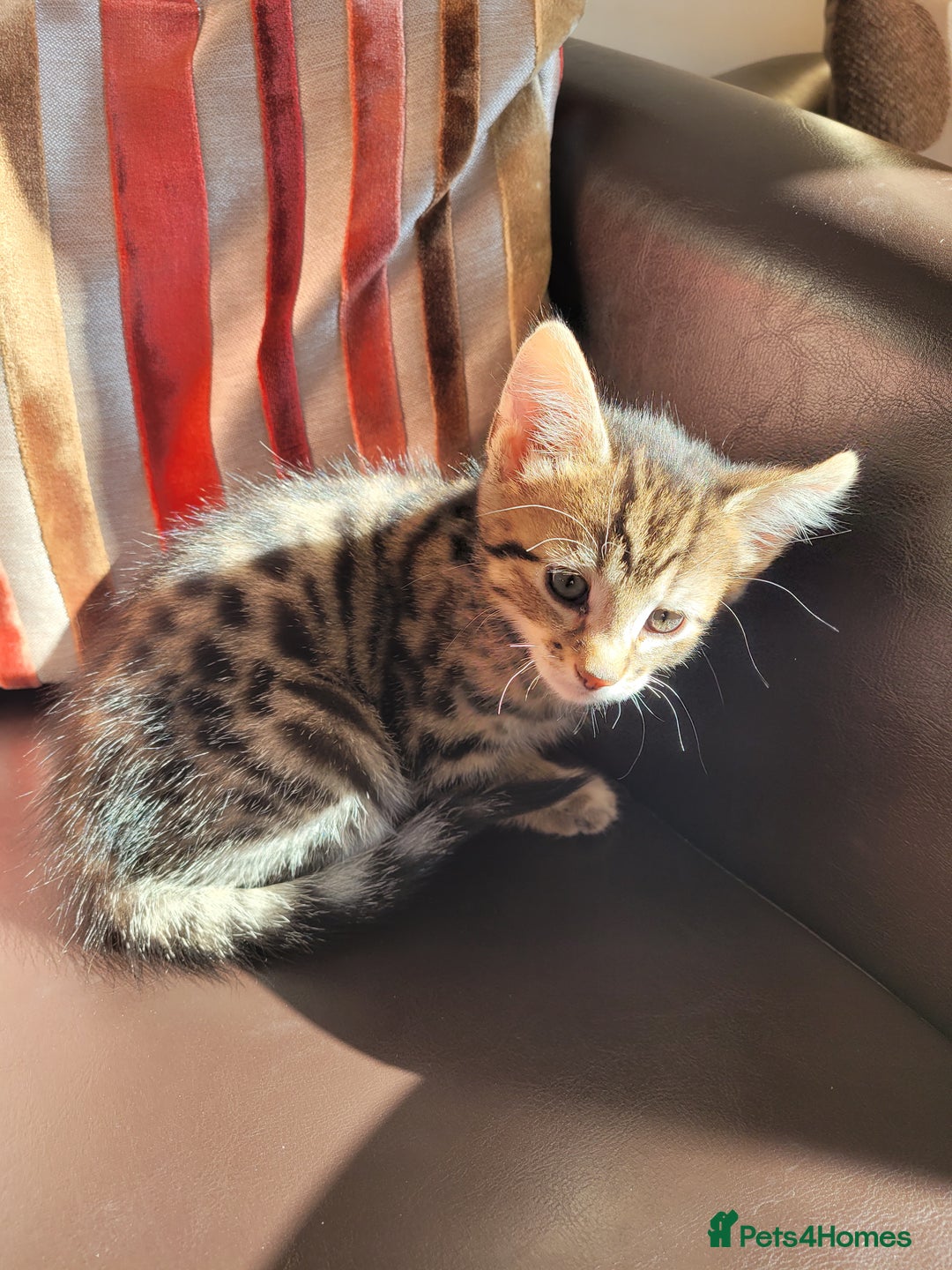Domestic Shorthair cats for sale: Lovely tabby boy  - Image 4