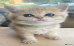 British Shorthair cats for sale: Gorgeous pure breed colour point and golden kitten - Image 19