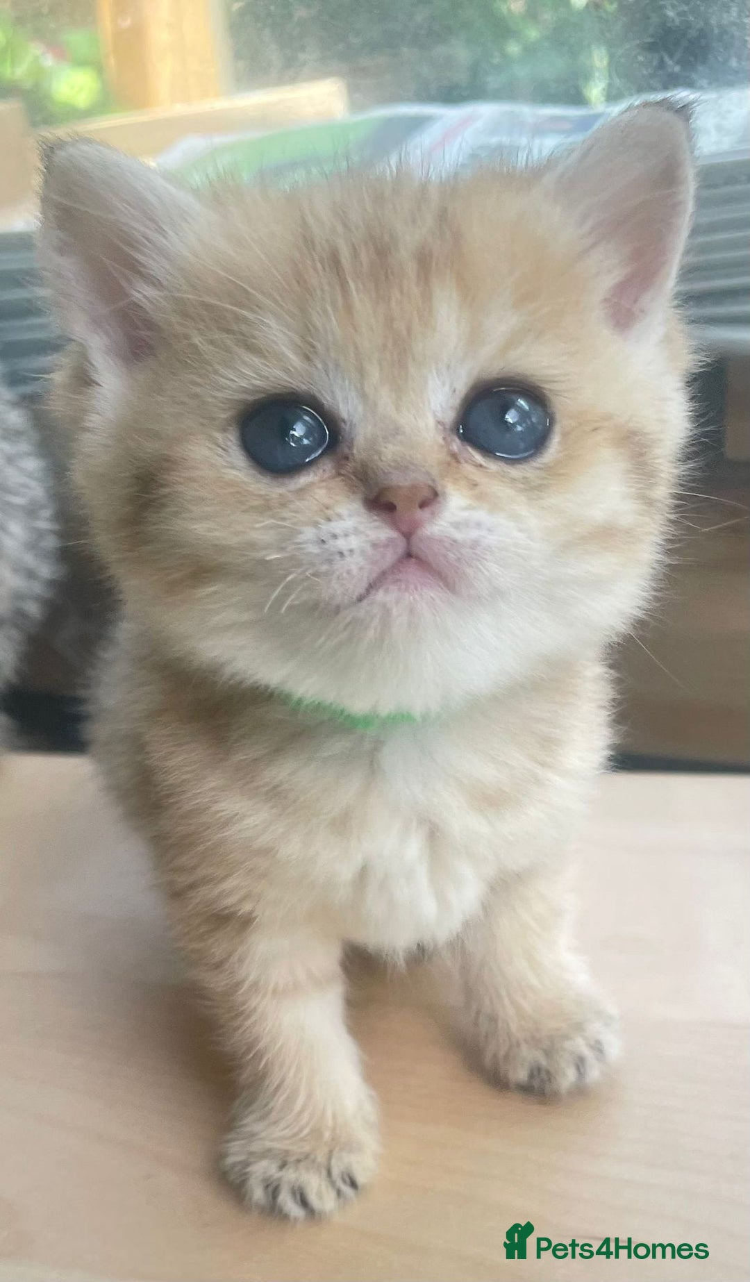 British Shorthair cats for sale: Gorgeous pure breed colour point and golden kitten - Image 19