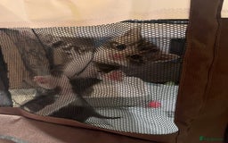 Mixed Breed cats for sale: Mixed Breed Kittens 🐈‍⬛ 🐾  - Image 1