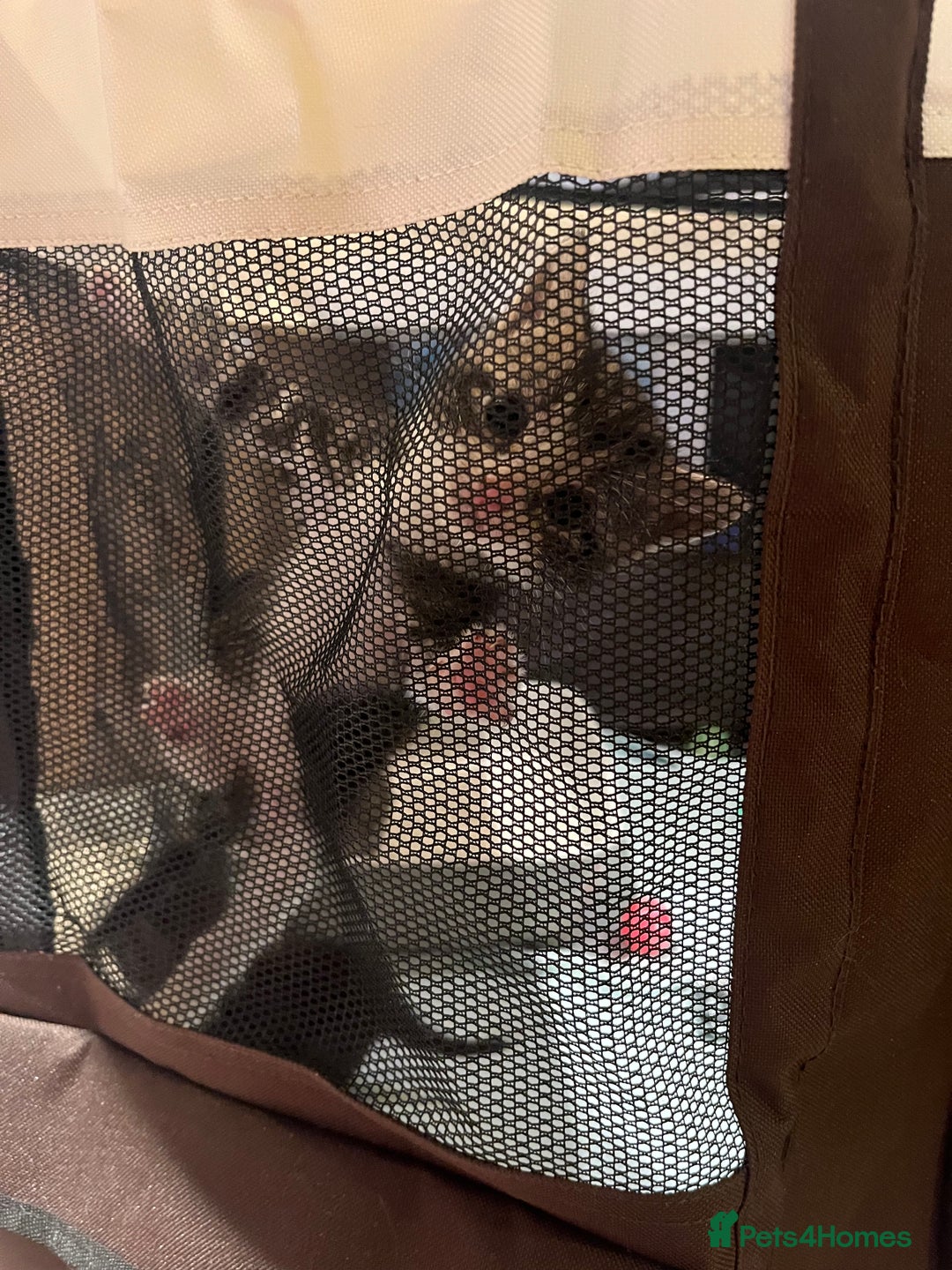 Mixed Breed cats for sale: Mixed Breed Kittens 🐈‍⬛ 🐾  - Image 1