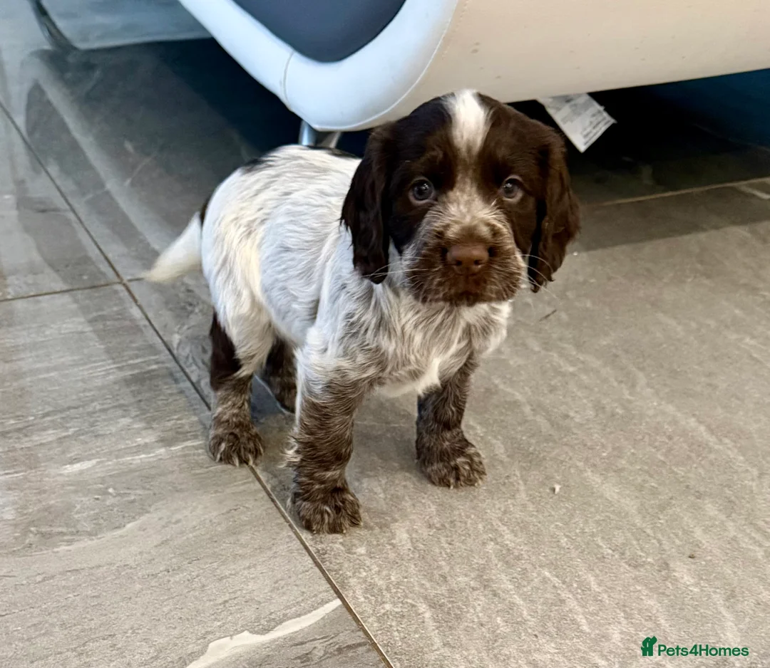Cocker Spaniel dogs for sale: Pedigree Cocker Spaniel Boy - Advert 4