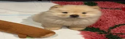 Chow Chow dogs for sale: Beautiful KC Registered Chow Chow Puppies  - Advert 20