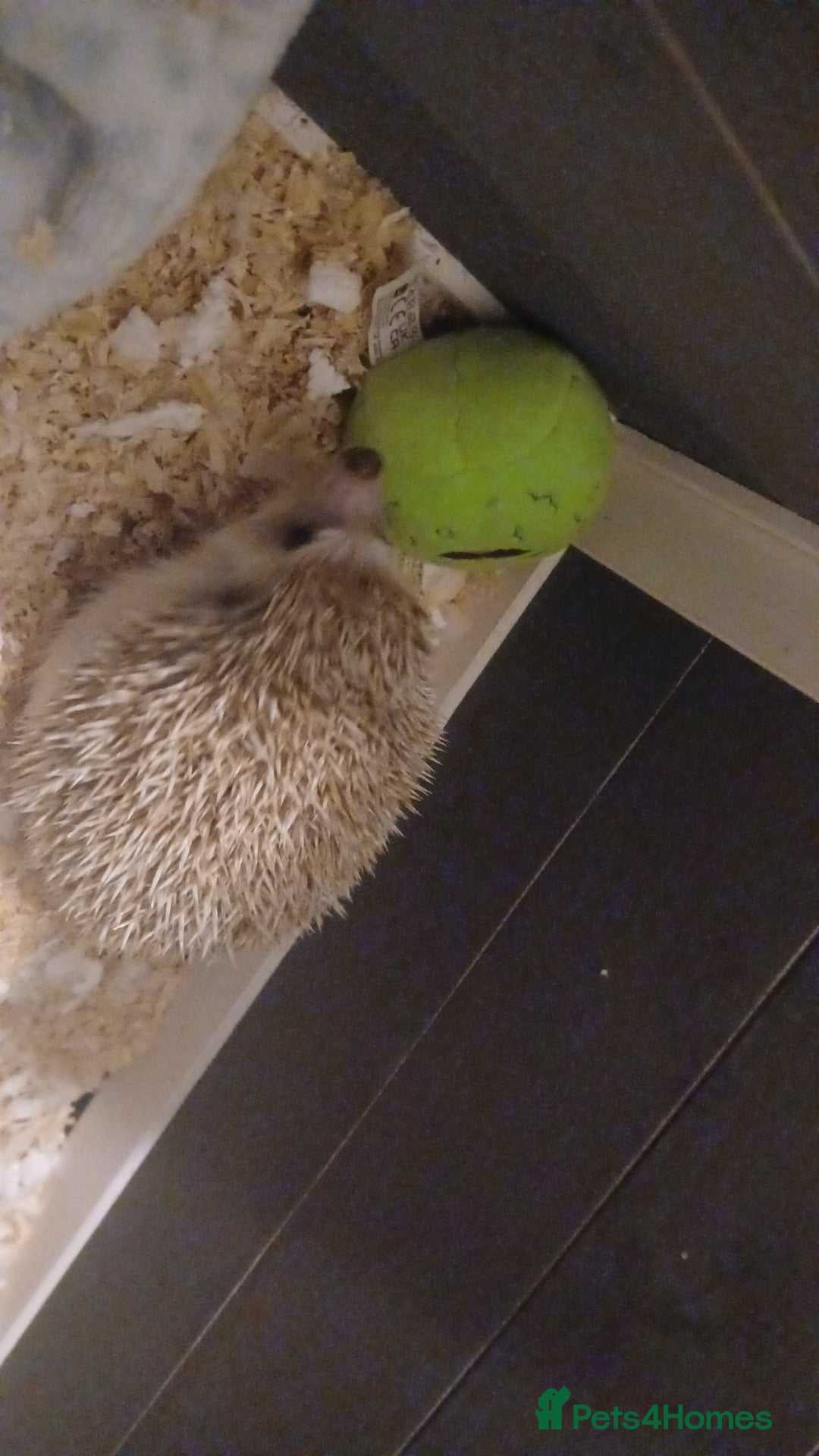 Pygmy Hedgehog rodents for sale: Beautiful african pygmy hedgehog  - Advert 1