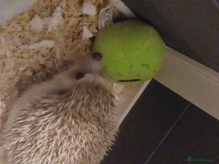 Pygmy Hedgehog rodents Beautiful african pygmy hedgehog - Advert 3