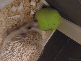 Pygmy Hedgehog rodents Beautiful african pygmy hedgehog - Advert 2