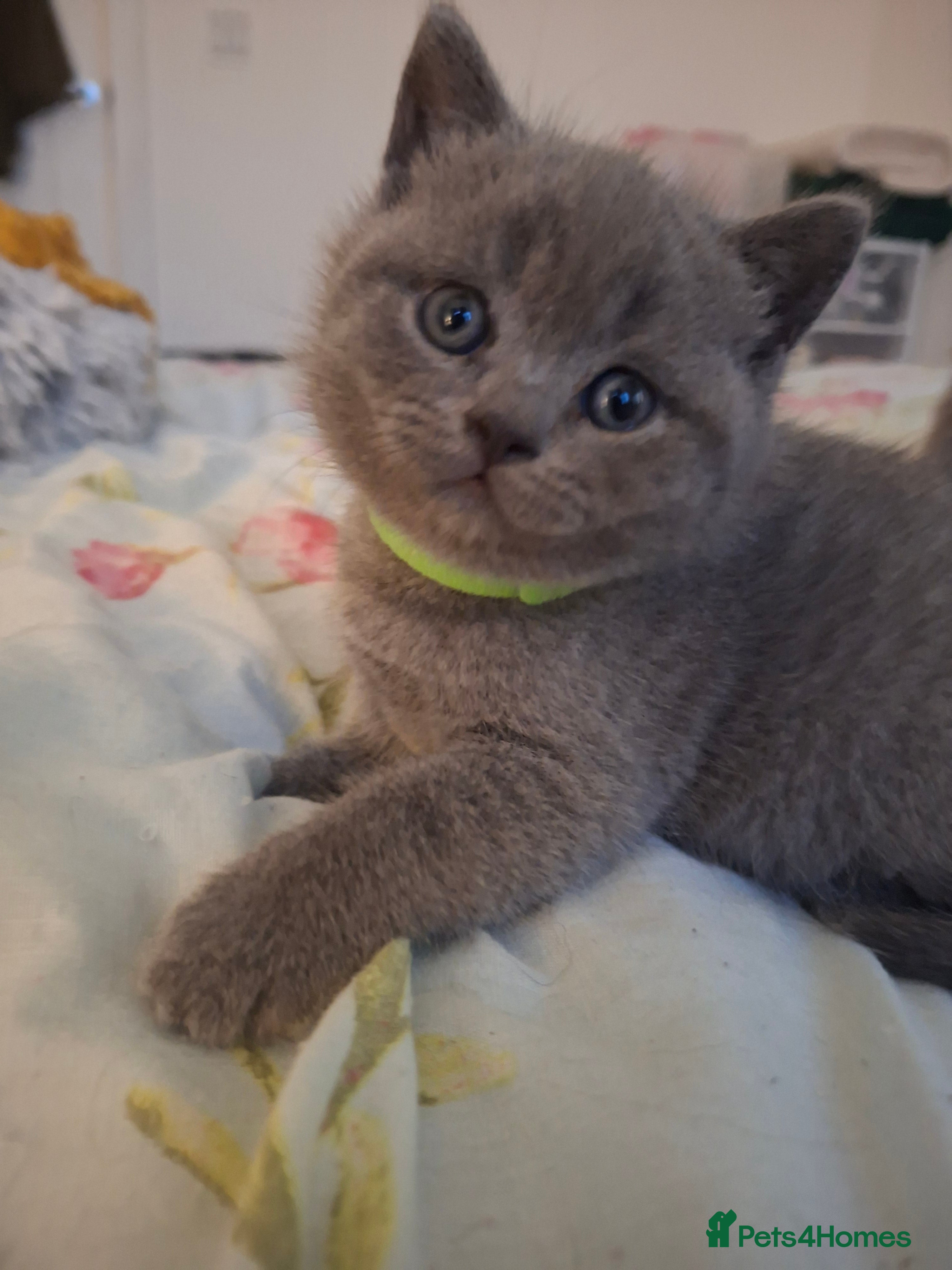 British Shorthair cats GCCF registered show quality ready chunky kittens - Advert 14