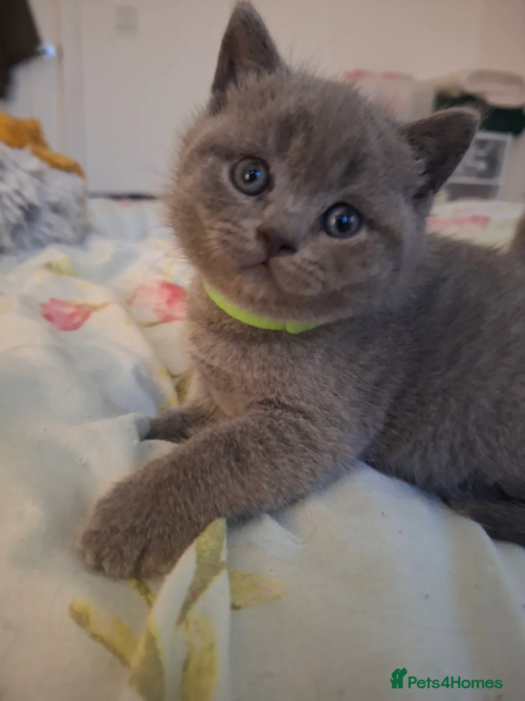 British Shorthair cats for sale: Only 1 blue boy & 1 blue girl available to reserve - Advert 10