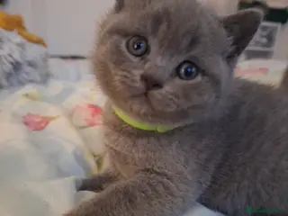 British Shorthair cats GCCF registered show quality ready chunky kittens - Advert 14
