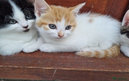 Mixed Breed cats for sale: Cute kittens  - Image 3