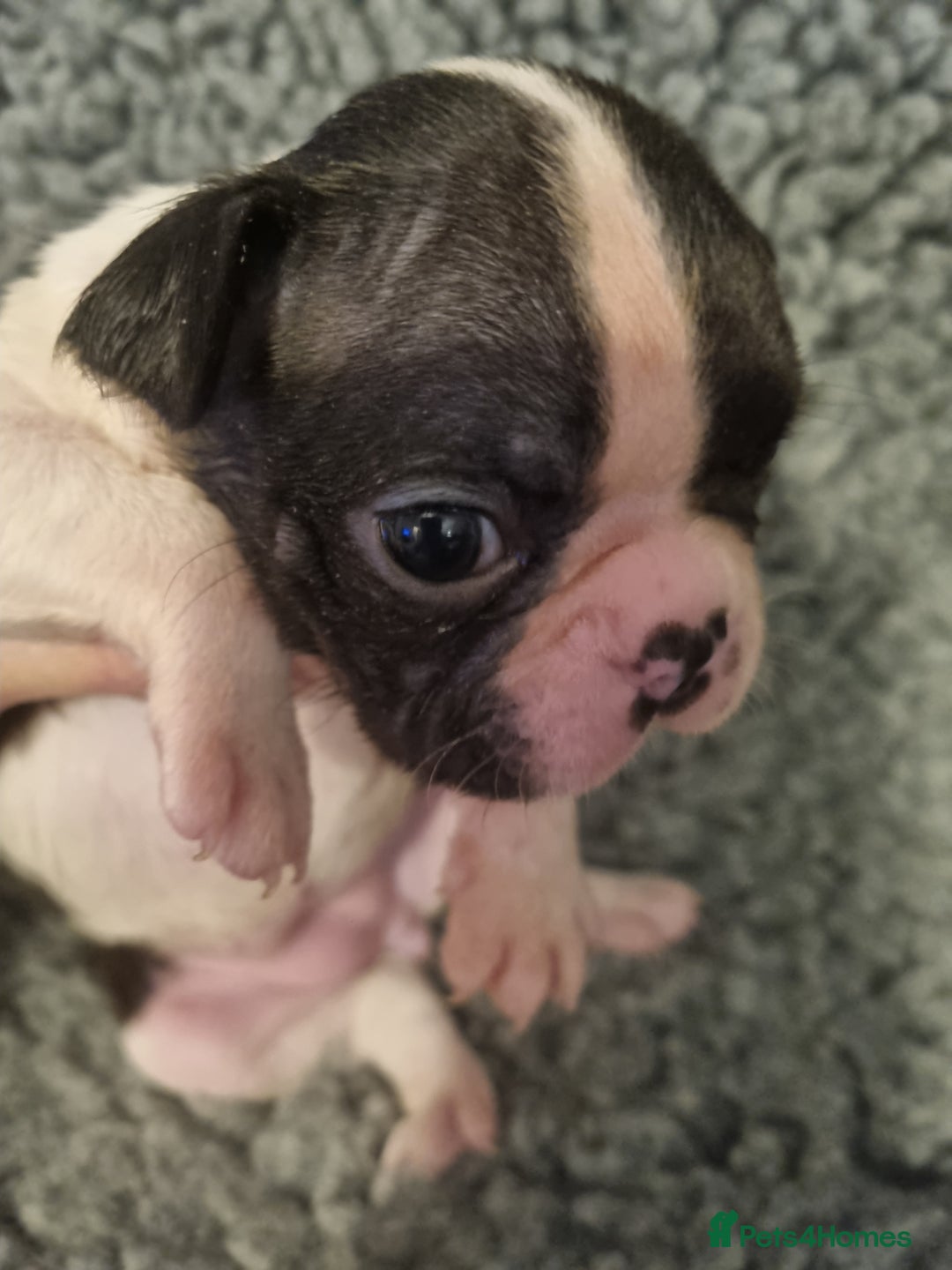 Boston Terrier dogs for sale: Boston Terrier Puppies  - Advert 17