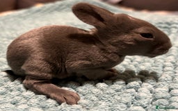 Rex rabbits for sale: Two beautiful rabbit litters - Image 13