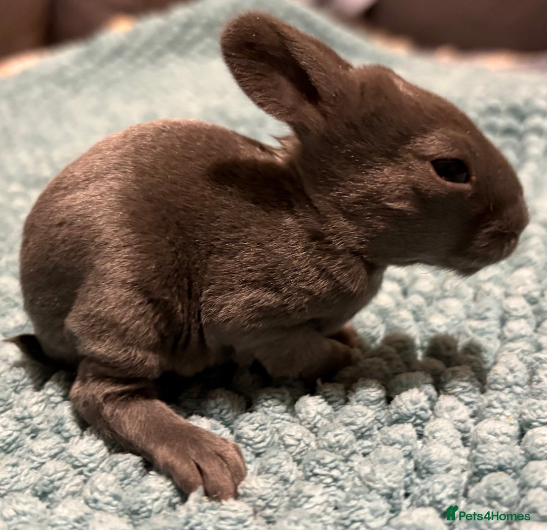 Rex rabbits for sale: Two beautiful rabbit litters - Image 13